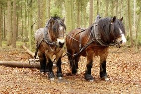 horses in forestry