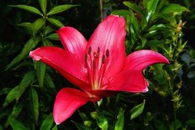 red lily blossom