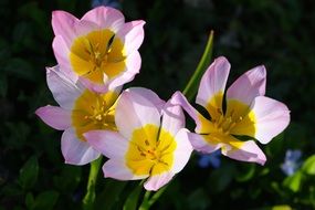 purple yellow spring flowers