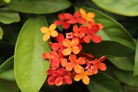 bright bloom of indian jasmine close up