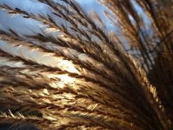 blades of grass in autumn