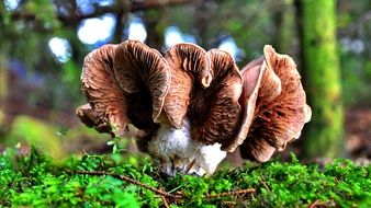 brown mushroom forest
