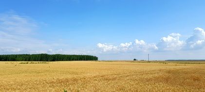 hungary field