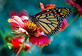 butterfly flower macro photo