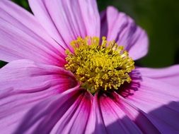 purple bright summer flower close-up on blurred background