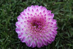 Top view of a lush white and pink dahlia