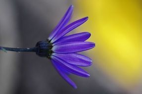 purple flower cineraria