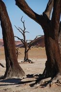 dry trees at etosha national park