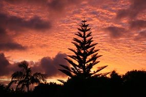 Pine tree against the sunrise