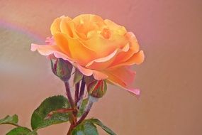 Rose with buds on pastel background