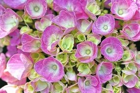 Picture of the pink and green hydrangea flowers