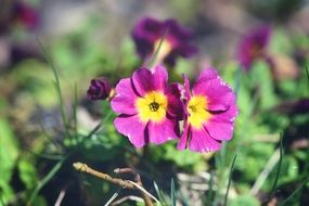 Pink primrose closeup