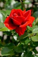 closeup of red rose bloom