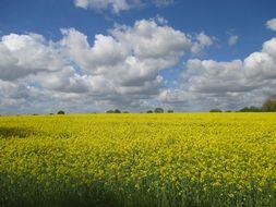 yellow field of rapeseed under a cloudy sky