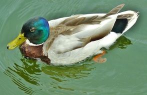 delightful duck