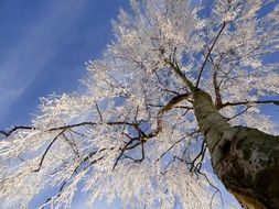 bottom view of a big tree in hoarfrost