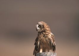 portrait of short eared owl close-up on blurred background