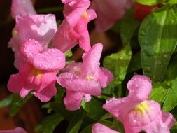 beautiful snapdragon glowers