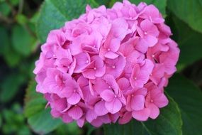 pink hydrangea blooms