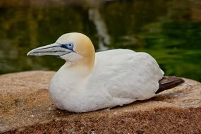 white bird sitting on stone near water