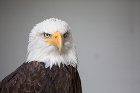 eagle nature bird portrait