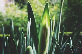 leaves of the snowdrop