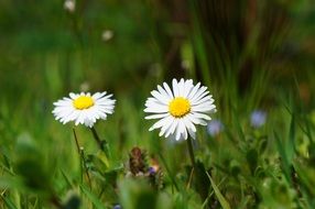 Two camomile flower