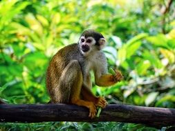 little monkey on a tree
