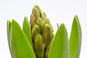 hyacinth buds