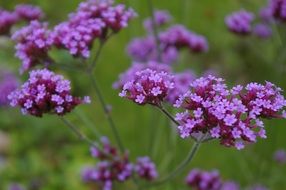 verbena violet blossoms in a garden