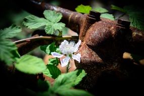 white flower near metal