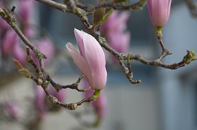 picture of the magnolias in spring time