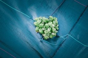 plant through blue tissue