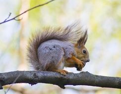 small wonderful squirrel