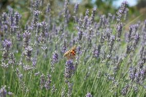 butterfly on lavender flower. france