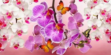 colorful background with orchids and butterflies