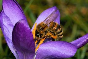 bee on a beautiful violet and orange crocus blossom