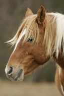 brown wild pony