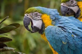 beautiful and delightful Macaw Parrot