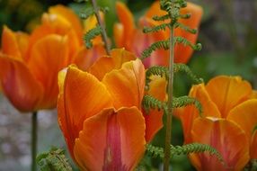 orange tulips in the flowerbed in the garden