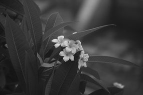 black and white photo of a flowering plant