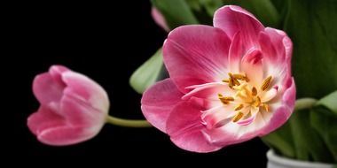 gently purple tulip buds