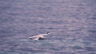 seagull in a flight above the water