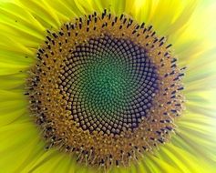 yellow sunflower with black seeds close-up