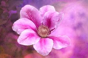 Beautiful white and pink gradient clematis flowers