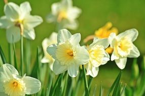 Colorful Ornamental daffodil plants with flowers