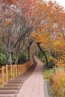 autumn park in a forest