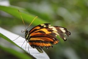 macro picture of spotted butterfly in the sun