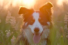 photo of British Shepherd close-up on blurred background
