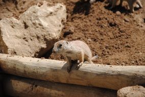 lemming looks at the desert